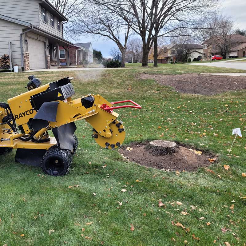 stump grinding front corner of lawn