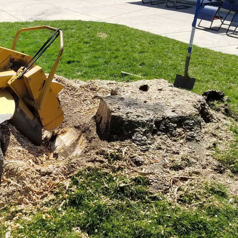 stump grinding removal
