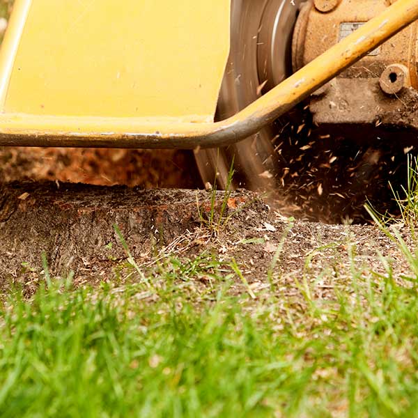 stump grinding services, stump removal, Milwaukee landscaping